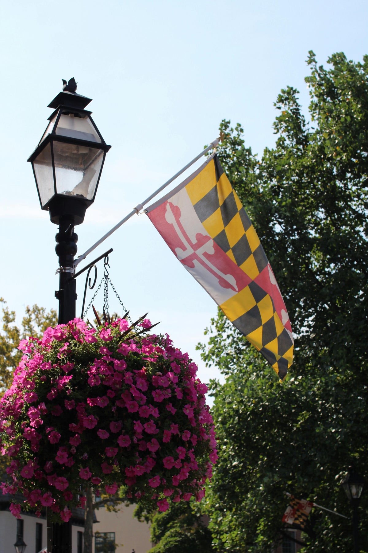 Maryland Flag